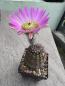 Preview: Echinocereus huasteca